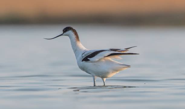 istock Pied Avocet (Recurvirostra avosetta) i 2162600134