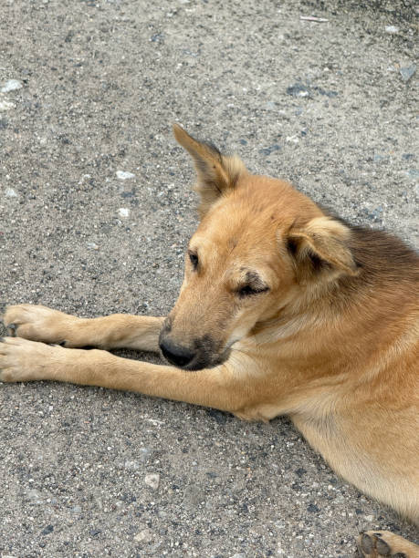 istock cute dog on the ground 2162604301