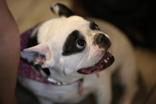 French bulldog Tessa