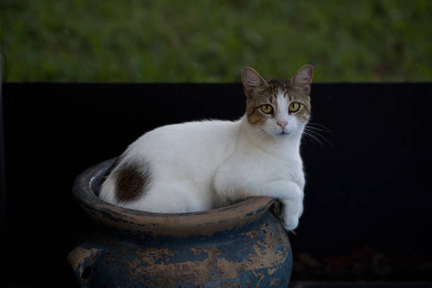 Pi cat sitting in pot relaxing
