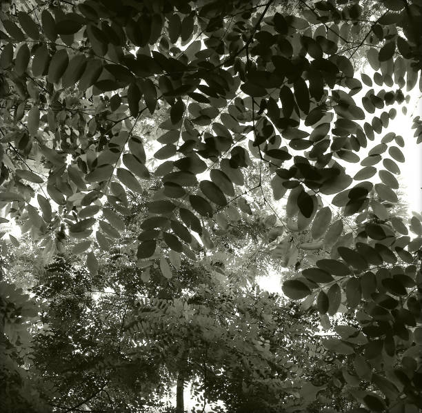 istock Tree foliage in silhouette against the sky 2162609075