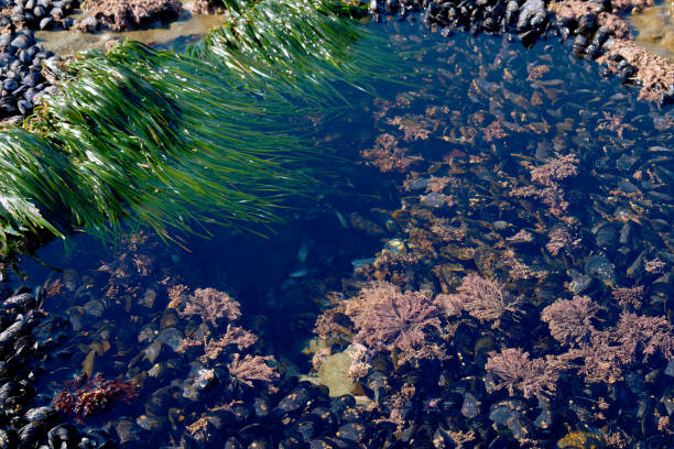 istock Tide Pool and Mussels Botanical Beach BC 2162611572