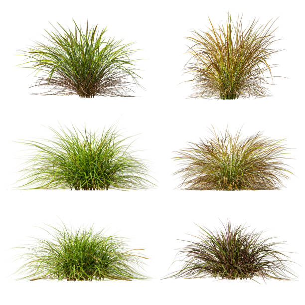 istock Cut out nature grass collections isolated on white backgrounds 3d illustration 2162612052