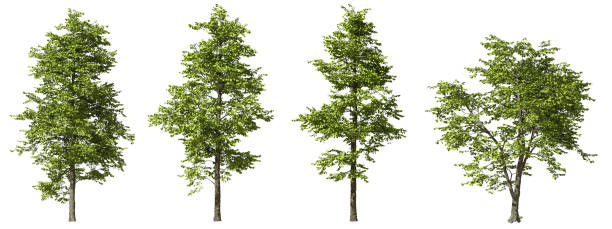 istock Jungle rain forest trees shapes cutout white backgrounds 3d render 2162612063
