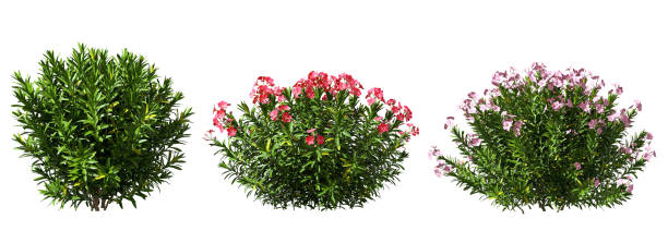 Nature shrubs flowery realistic 3d rendering white backgrounds