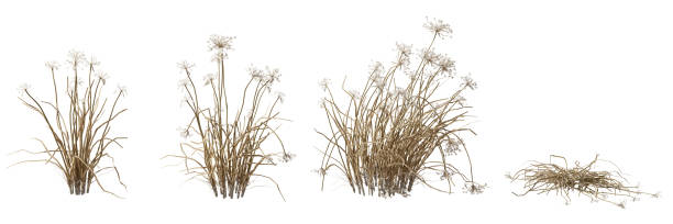 Savanna dried grass field on white backgrounds 3d illustration
