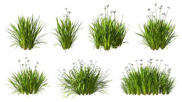 Grass meadow flowery shapes cut out white backgrounds 3d rendering