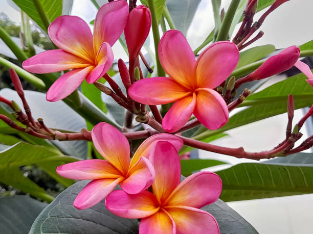istock Pink frangipani flowers 2162613442