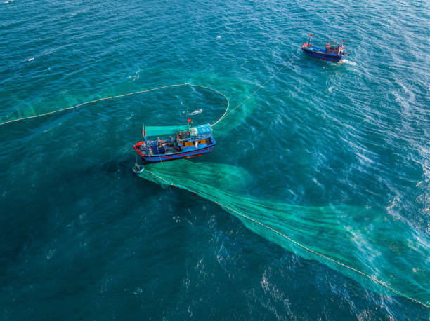 istock Netting anchovies 2162614912