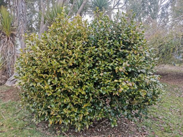 istock Flower bush in winter. 2162614946