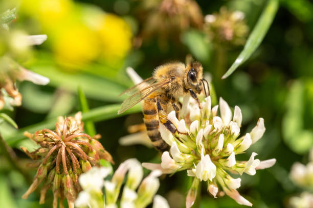 istock Bee pollinates grass blossom in the garden 2162615293