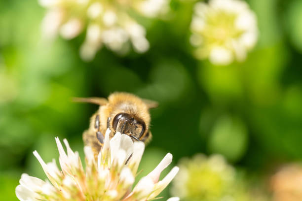 istock Bee sucks nectar from a flower in the grass 2162615340