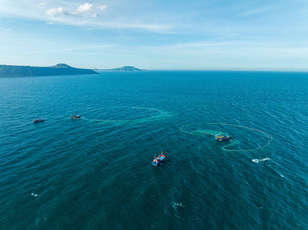 istock Netting anchovies 2162615788