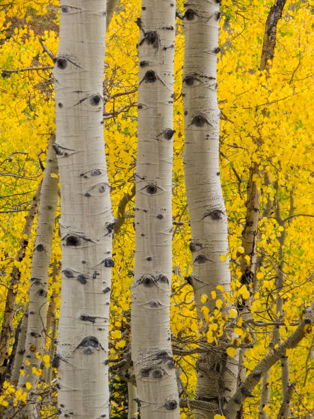 istock Three Aspen trees in the fall 2162616584