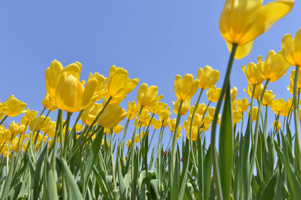 istock Yellow tulips against the sky, low angle view 2162616763