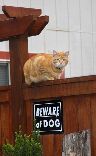 istock Funny Animal Photo 2162618123