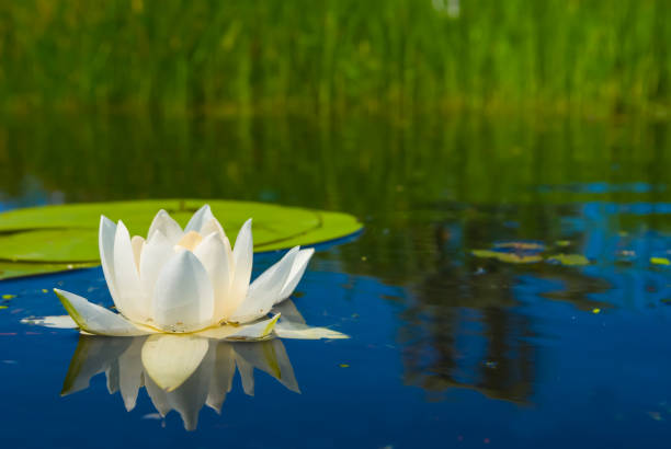 istock closeup white water lily floating on a water 2162620068