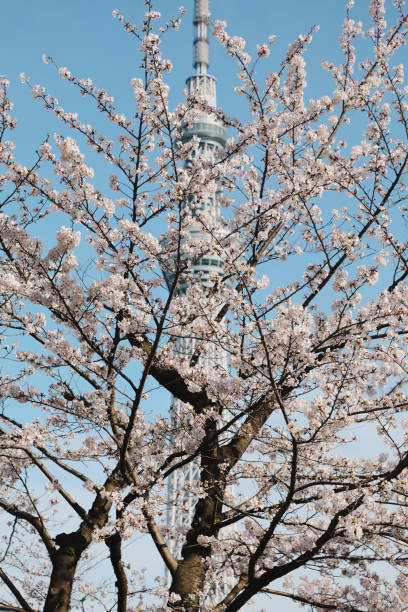 istock Tokyo Sky Tree and Cherry Blossom in Japan 2162621291