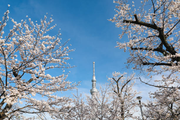 istock Tokyo Sky Tree and Cherry Blossom in Japan 2162621295