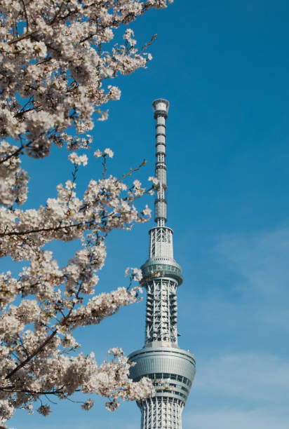 Sakura season in Tokyo Japan.Tokyo Sky Tree and Cherry Blossom landscape.