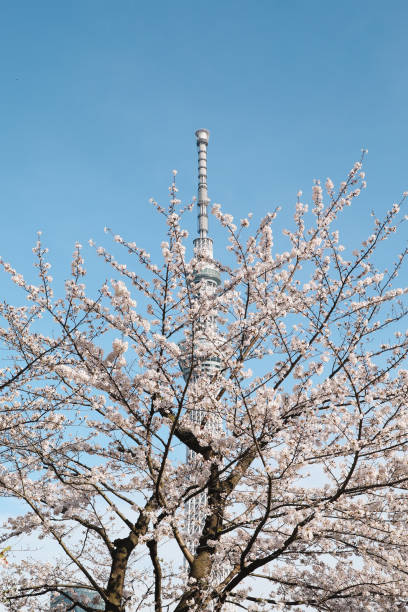 istock Tokyo Sky Tree and Cherry Blossom in Japan 2162621325