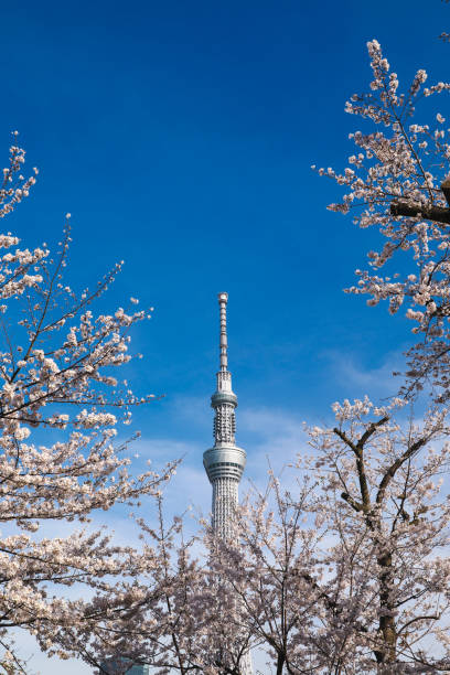 istock Tokyo Sky Tree and Cherry Blossom in Japan 2162621333