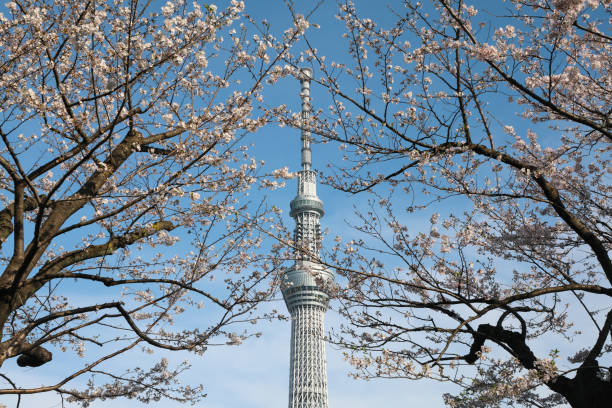 Sakura season in Tokyo Japan.Tokyo Sky Tree and Cherry Blossom landscape.