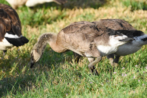 istock Canadian Goose With Gosling 2162621926