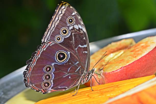 Butterfly drinking juice from fruit on feeder - animal behavior.