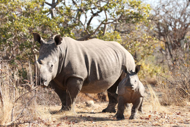 istock White Rhino and Calf 2162623446