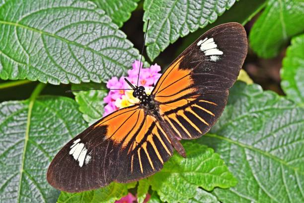 Butterfly spreading wings on plant - animal behavior.