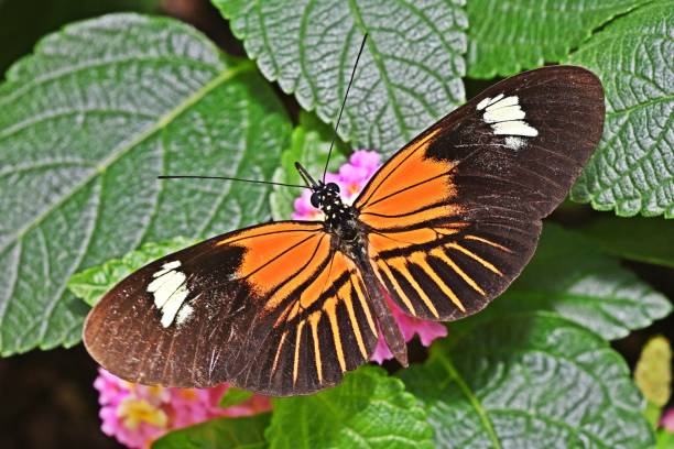 istock Butterfly spreading wings on plant - animal behavior. 2162623716