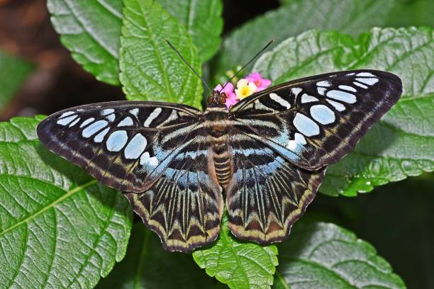 istock Butterfly spreading wings on plant - animal behavior. 2162623722