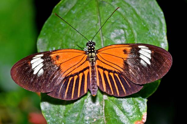 istock Butterfly spreading wings on plant - animal behavior. 2162623774