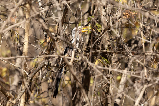 Southern yellow-billed hornbill Is seen camouflaged in the African bush