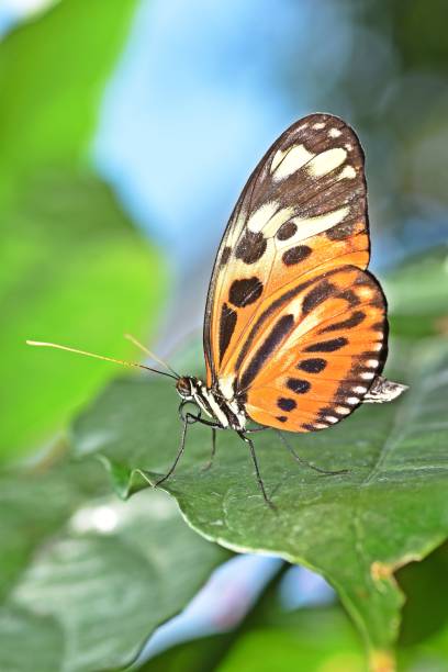 Butterfly on plant - animal behavior.