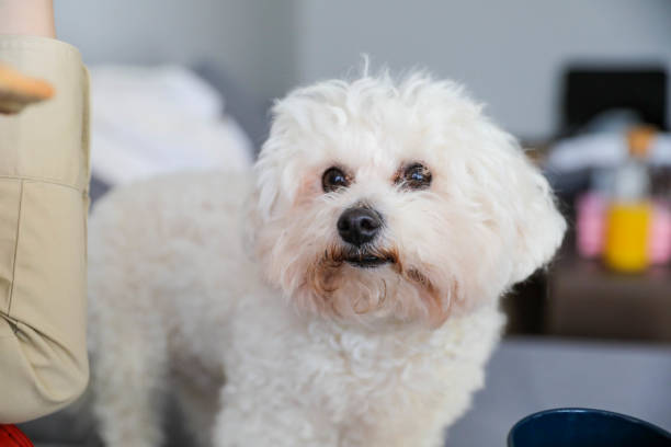 istock A White Dog Looks at Its Owner 2162626356