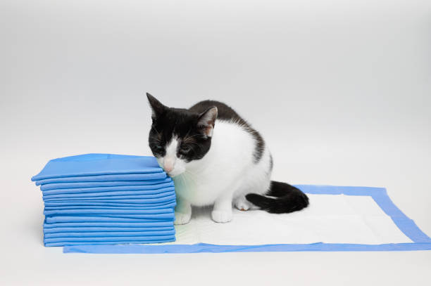 istock The sick cat sits on a hygienic pad, a waterproof protective mat 2162628353