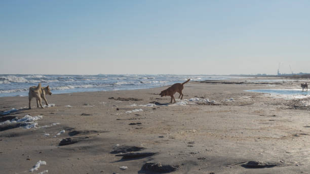 istock Cat, dogs, animals, pets 2162628933