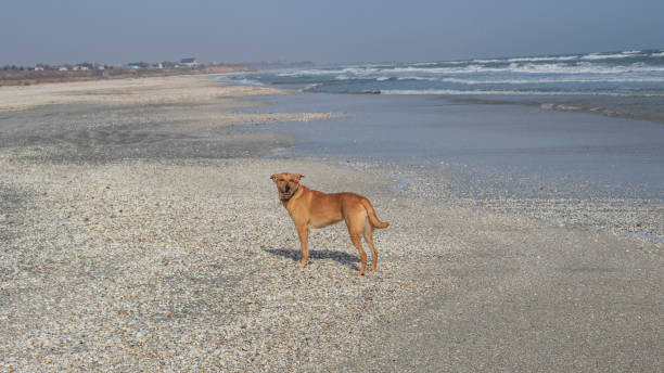 istock Cat, dogs, animals, pets 2162628953