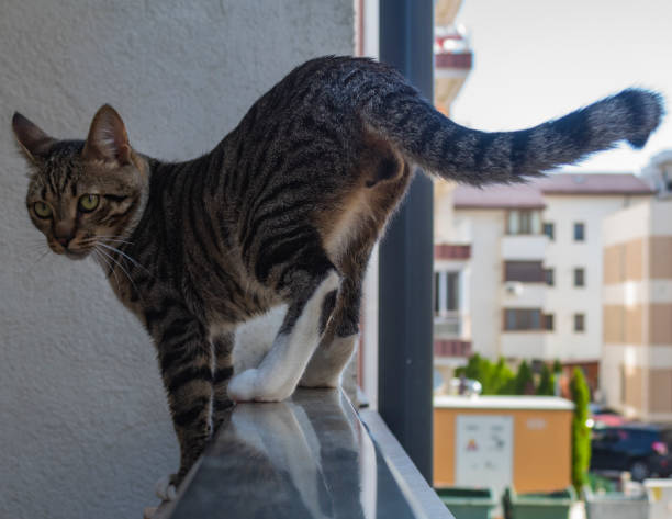 istock Cat, dogs, animals, pets 2162629011