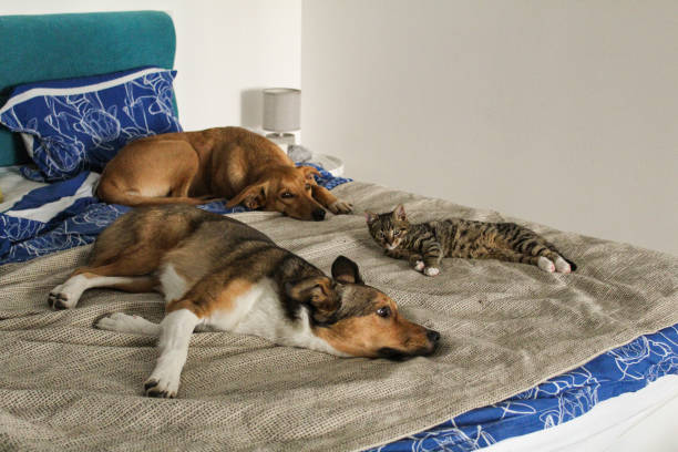 istock Cat, dogs, animals, pets 2162629094