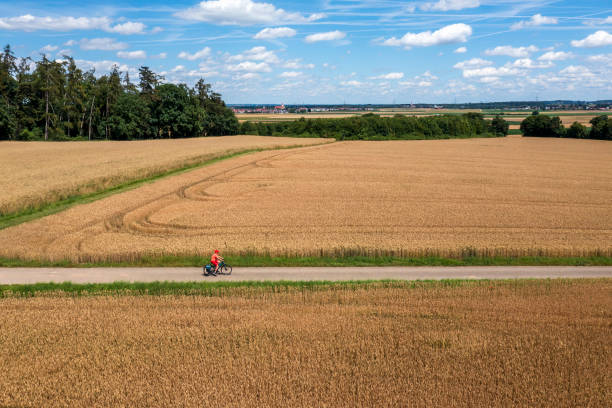 Aerial view of a woman riding bicycle on a country road, among gold colored grain fields in a summer landscape, under blue sky with beautiful white clouds.