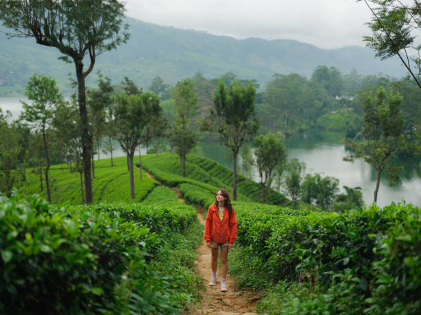 istock Woman exploring on tea plantation in Sri Lanka 2162630254