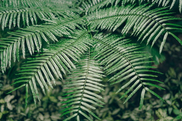 istock Leaves in nature background 2162630335