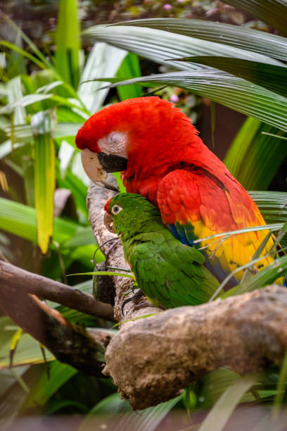 istock Family Moments with Tropical Parrots 2162631657