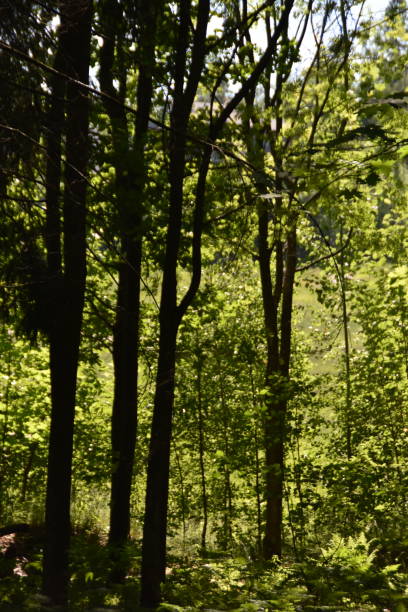 istock The Trees In Front of a Field 2162632228