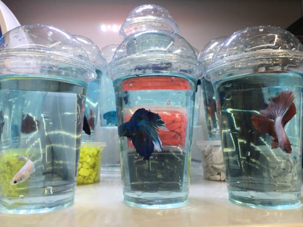 Goldfish swimming in plastic bag filled with water, creating a colorful and distorted view