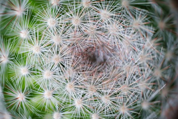 istock Close-up of cactus spines 2162634347