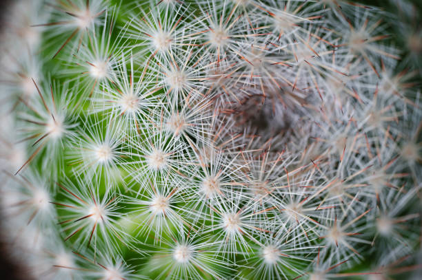 istock Close-up of cactus spines 2162634349